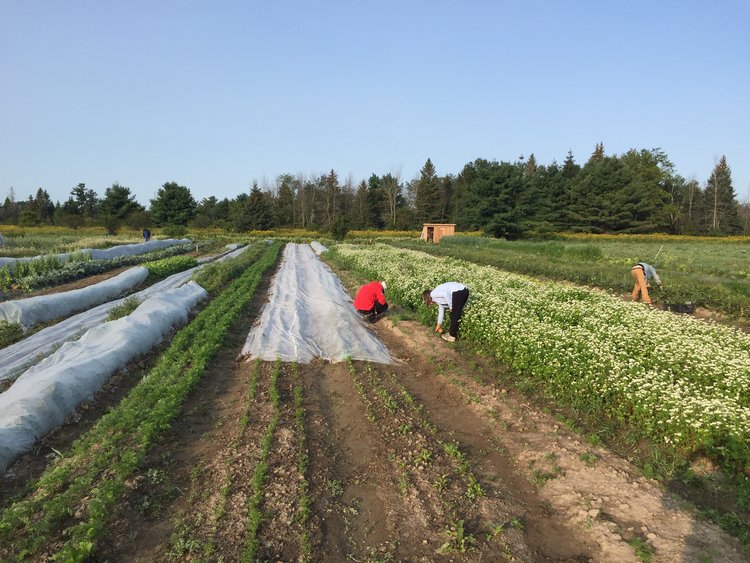 Cadence Ecological Farm