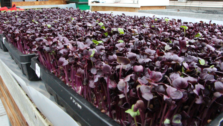 Social Harvest Ottawa